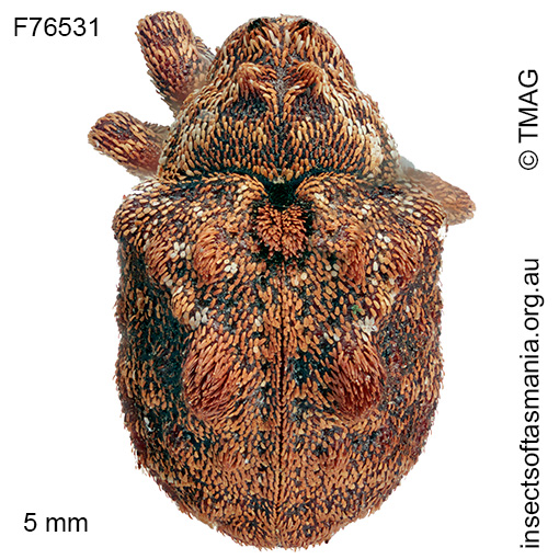 Haplonyx TFIC sp 01