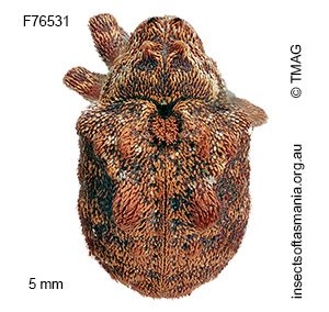 Haplonyx TFIC sp 01