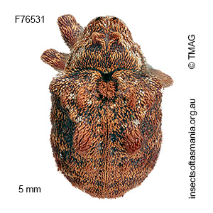 Haplonyx TFIC sp 01