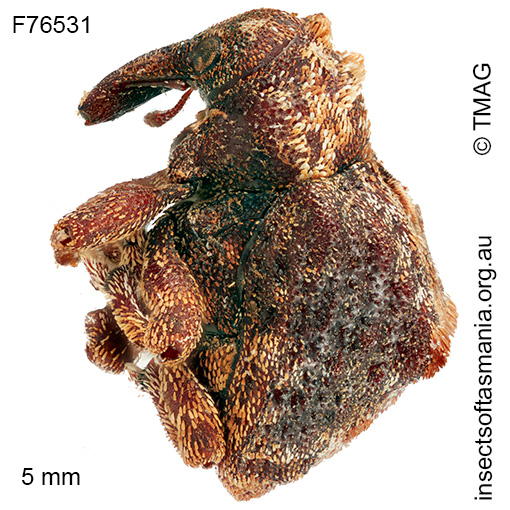 Haplonyx TFIC sp 01