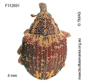Haplonyx TFIC sp 04