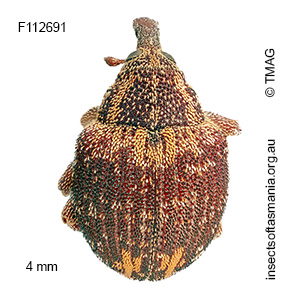 Haplonyx TFIC sp 04