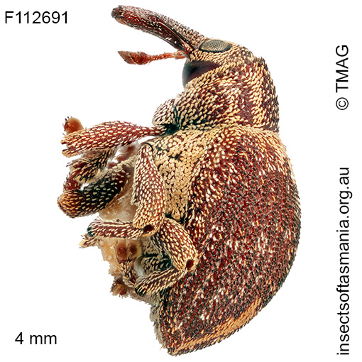 Haplonyx TFIC sp 04