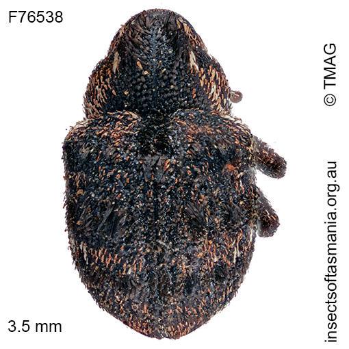 Haplonyx TFIC sp 05