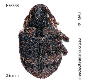 Haplonyx TFIC sp 05