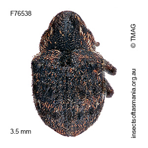Haplonyx TFIC sp 05