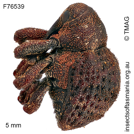 Haplonyx TFIC sp 05