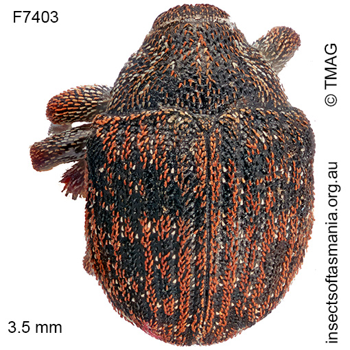 Haplonyx TFIC sp 08