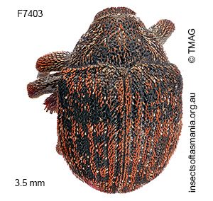 Haplonyx TFIC sp 08