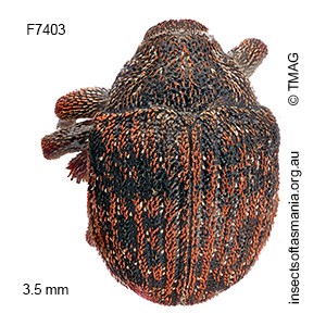 Haplonyx TFIC sp 08