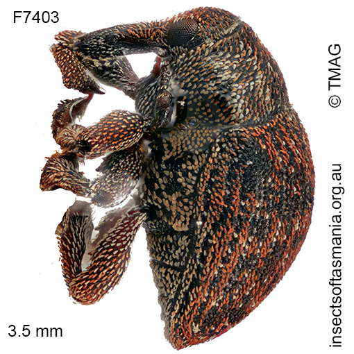 Haplonyx TFIC sp 08