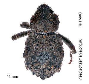 Hexymus australis