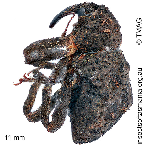 Hexymus-australis_a Hexymus australis