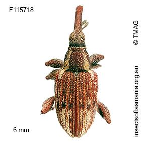Meriphus lateroalbus