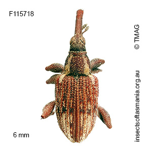 Meriphus lateroalbus