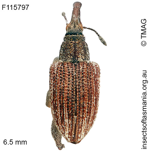 Meriphus sp TMAG_F115886