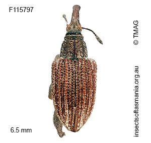 Meriphus lineatus