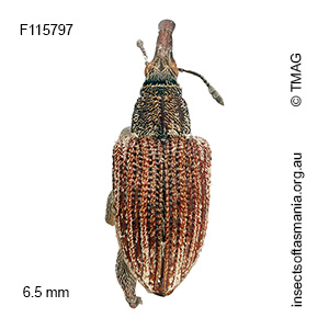 Meriphus lineatus
