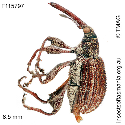 Meriphus sp TMAG_F115886