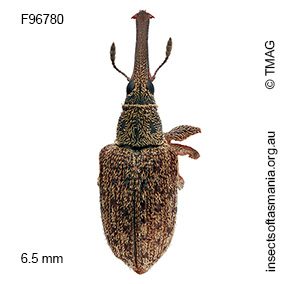 Meriphus coronatus