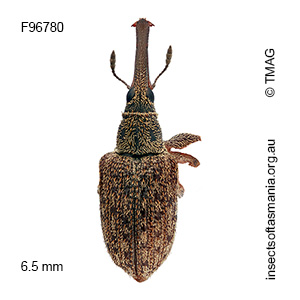 Meriphus coronatus