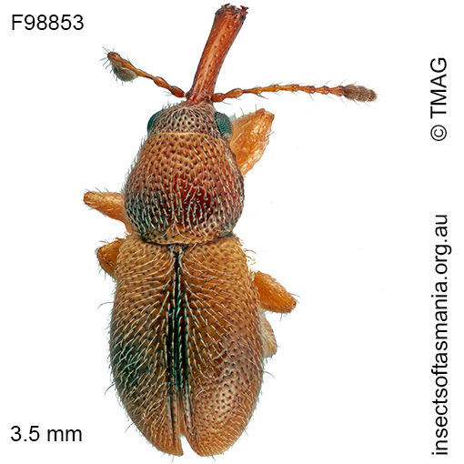 Metopum sp TMAG_F58853