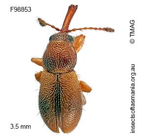 Metopum sp TMAG_F58853