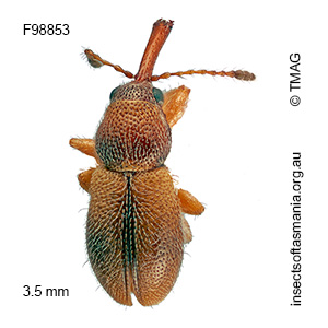 Metopum sp TMAG_F58853