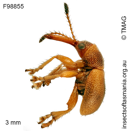 Metopum sp TMAG_F58853