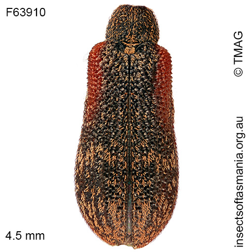 Sphinctobelus-sp-nr-pyriatrus Sphinctobelus sp nr pyriatrus