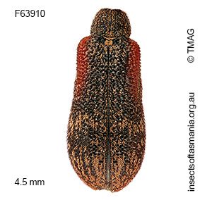 Sphinctobelus sp nr pyriatrus