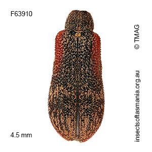 Sphinctobelus sp nr pyriatrus