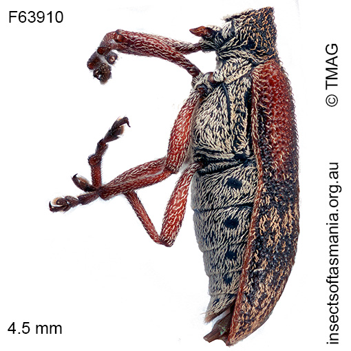 Sphinctobelus-sp-nr-pyriatrus_a Sphinctobelus sp nr pyriatrus
