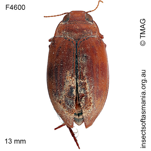 Antiporus-gilberti Antiporus gilberti