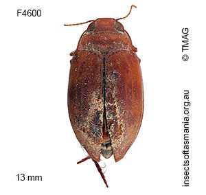 Antiporus gilbertii