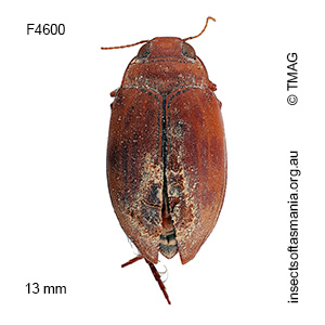 Antiporus gilbertii