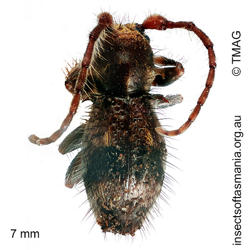 Athemistus-species Athemistus species