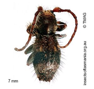 Athemistus species