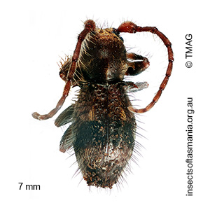 Athemistus species