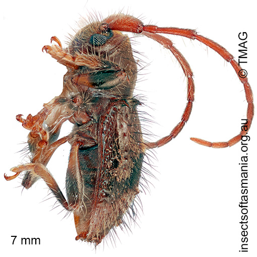 Athemistus-species_a Athemistus species
