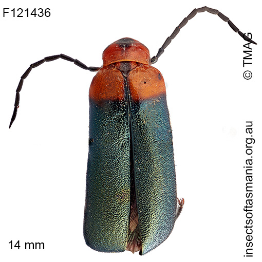 Australozonitis tricolor