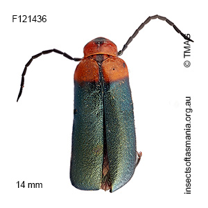 Australozonitis tricolor