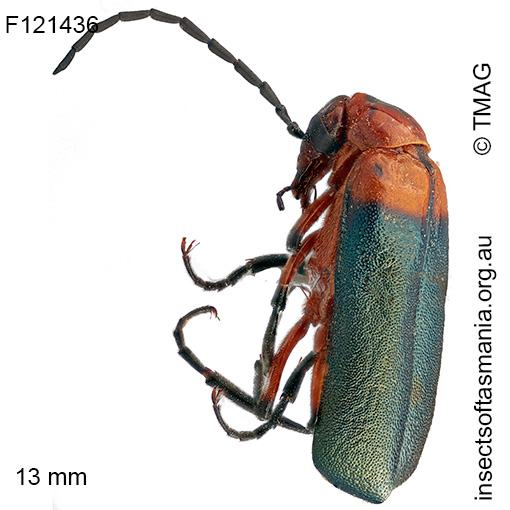 Australozonitis tricolor