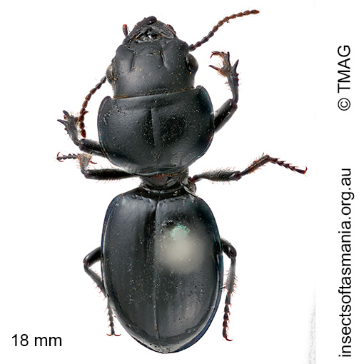 Carenum laevigatum