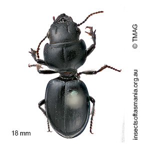 Carenum laevigatum