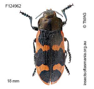 Castiarina bremei