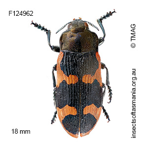 Castiarina bremei