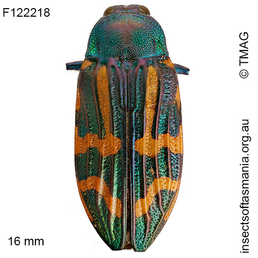 Castiarina mcquillani