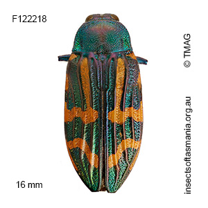 Castiarina macquillani