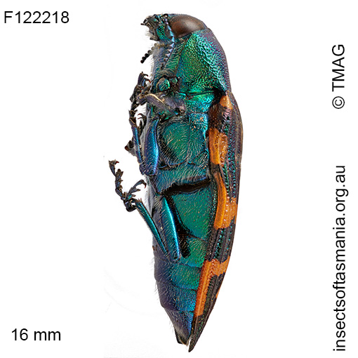 Castiarina mcquillani